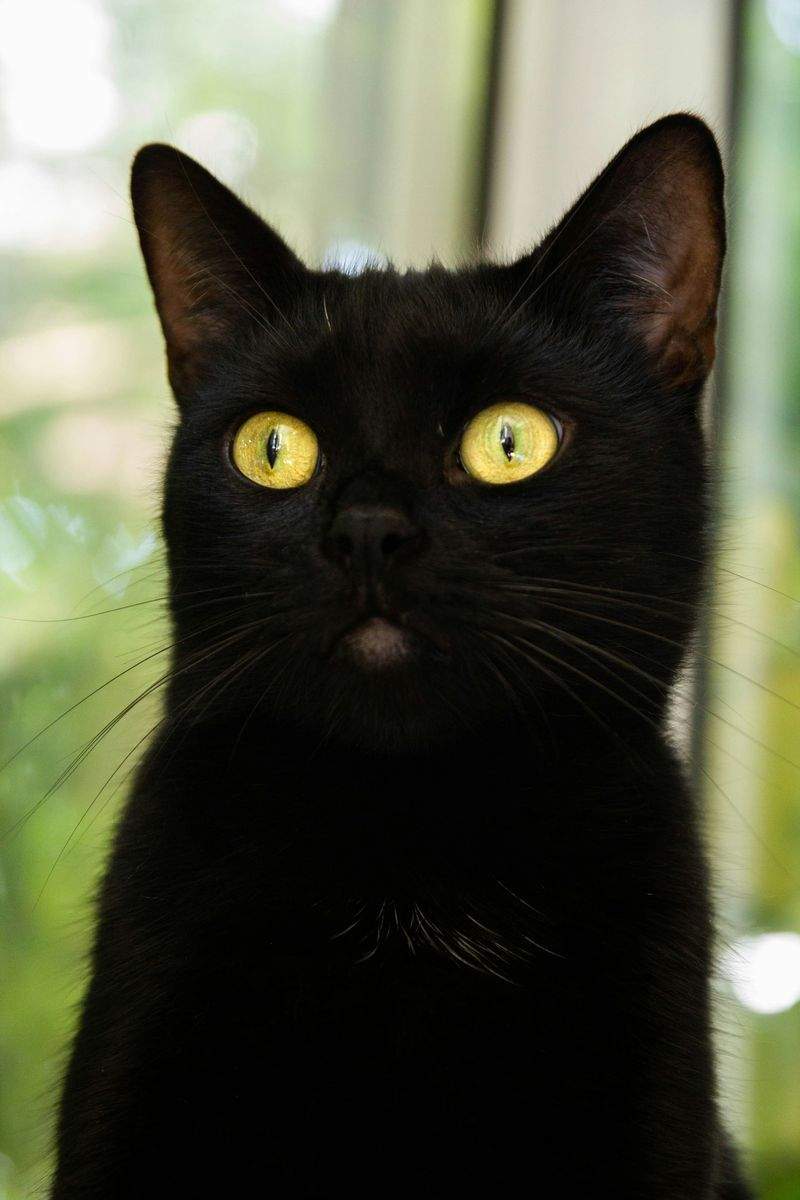 Purrfection Cat Services - Image 1