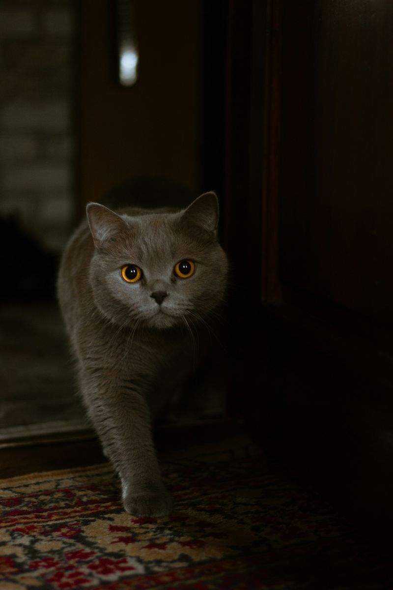 Purrfection Cat Services - Image 10