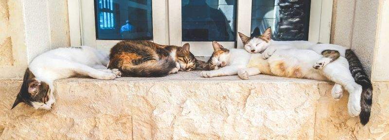 Purrfection Cat Services - Image 12