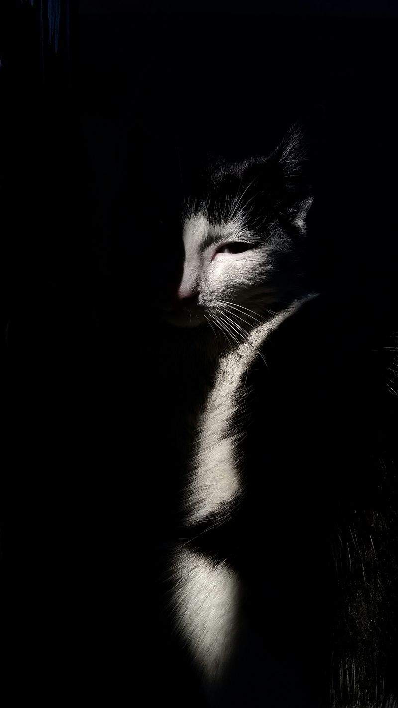 Purrfection Cat Services - Image 13