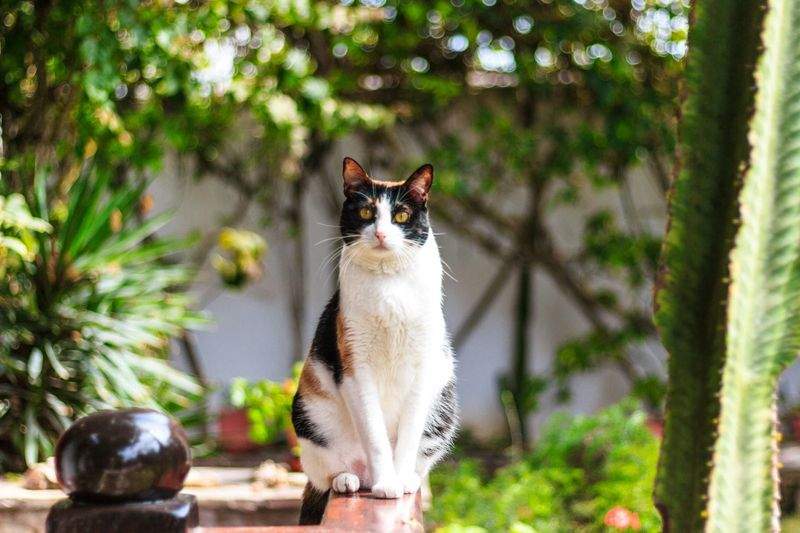 Purrfection Cat Services - Image 6