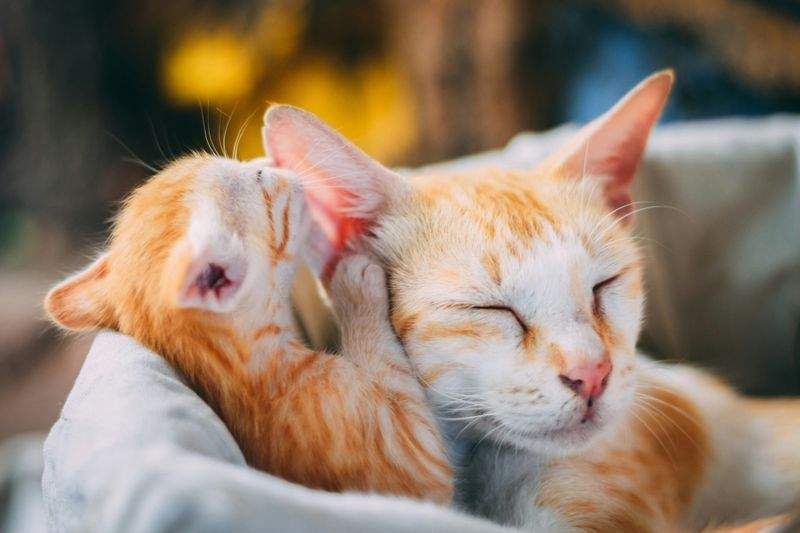 Purrfection Cat Services - Image 8